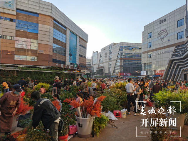 昆明斗南花市迎来鲜花采购高峰 春城晚报-开屏新闻记者 李赛 摄影报道