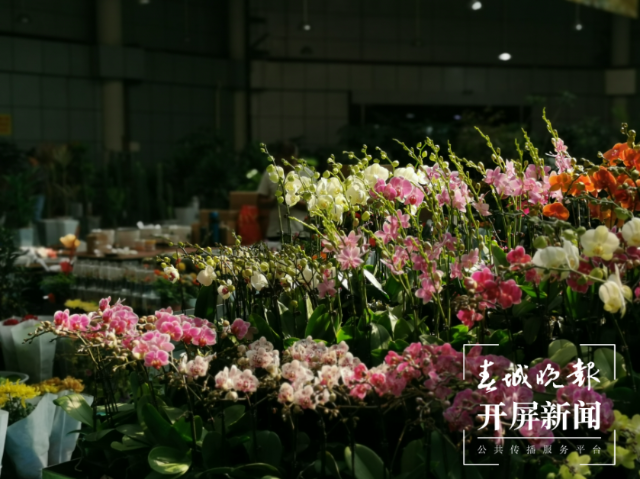 昆明斗南花市迎来鲜花采购高峰 春城晚报-开屏新闻记者 李赛 摄影报道