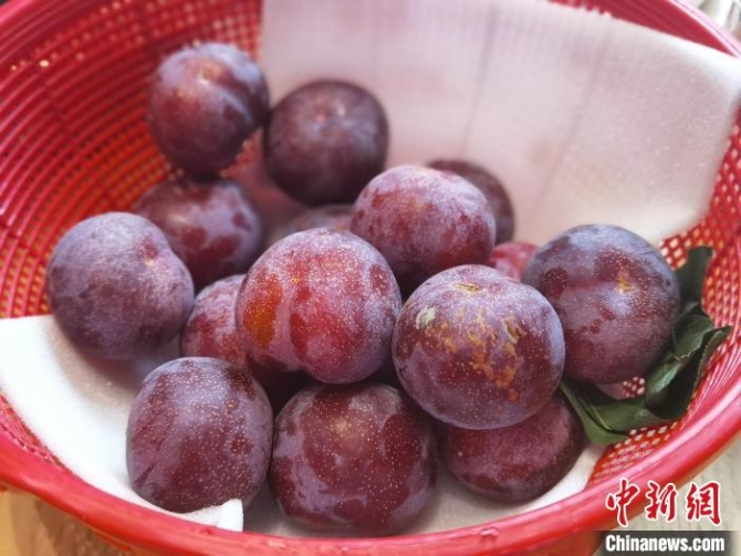 桃园槜李 周孙榆 摄