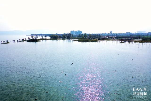 开屏策划|冬至云南—星云湖白骨顶鸡(开屏新闻记者及通讯员 摄)