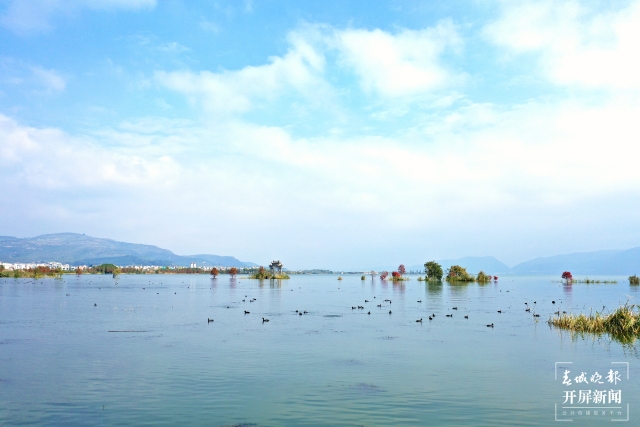 开屏策划|冬至云南—星云湖白骨顶鸡(开屏新闻记者及通讯员 摄)