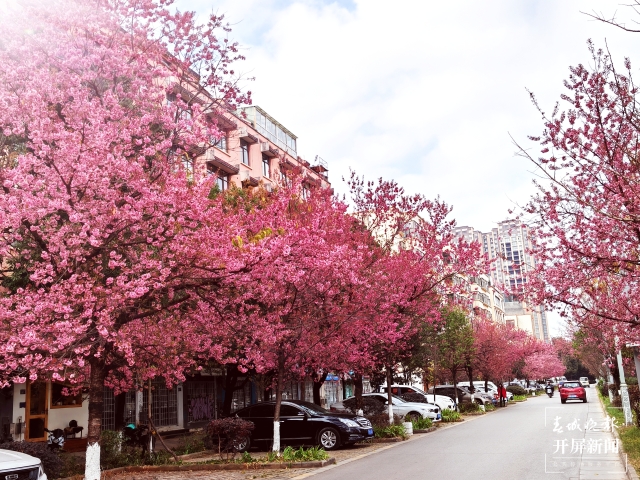 开屏策划|冬至云南—曲靖樱花(开屏新闻记者及通讯员 摄)