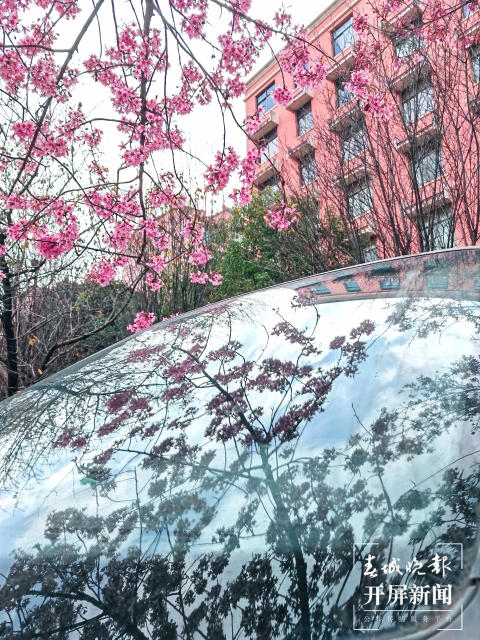 开屏策划|冬至云南—曲靖樱花(开屏新闻记者及通讯员 摄)