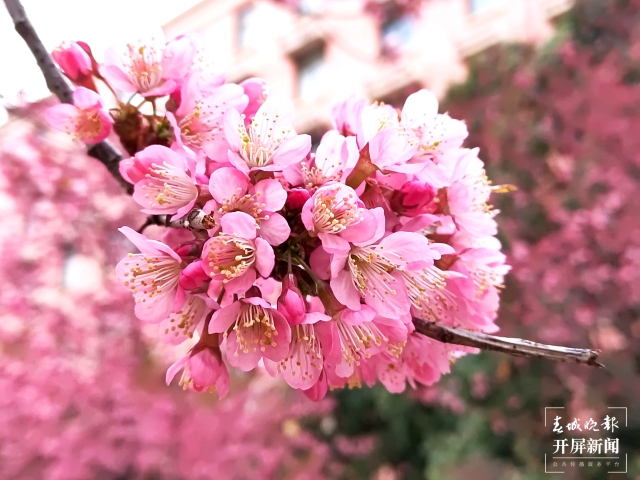 开屏策划|冬至云南—曲靖樱花(开屏新闻记者及通讯员 摄)