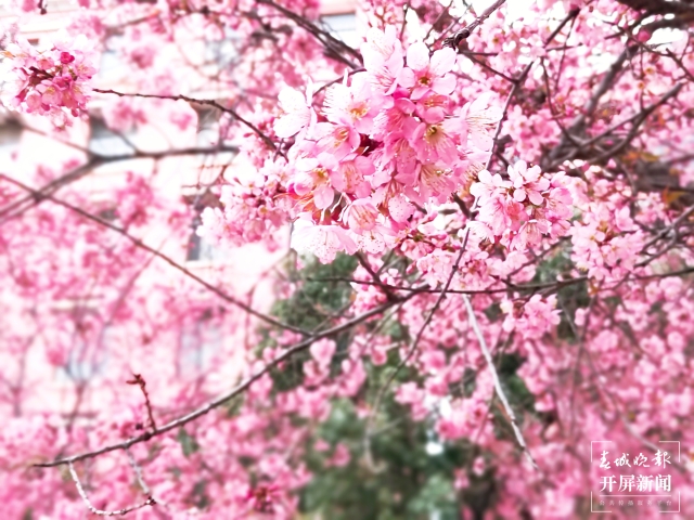 开屏策划|冬至云南—曲靖樱花(开屏新闻记者及通讯员 摄)