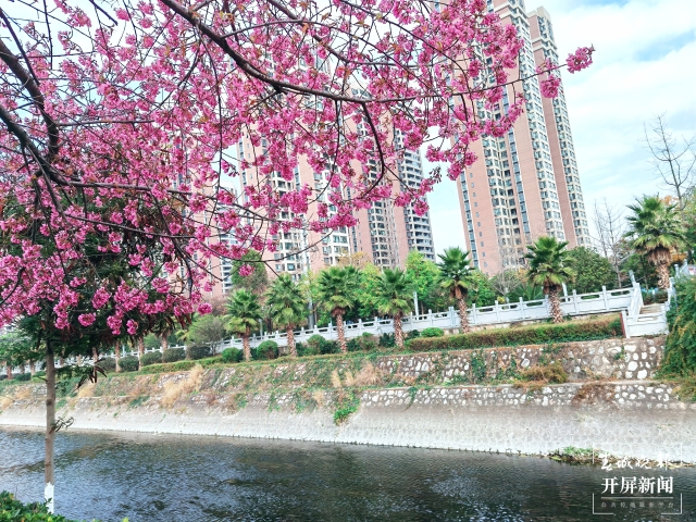 开屏策划|冬至云南—曲靖樱花(开屏新闻记者及通讯员 摄)