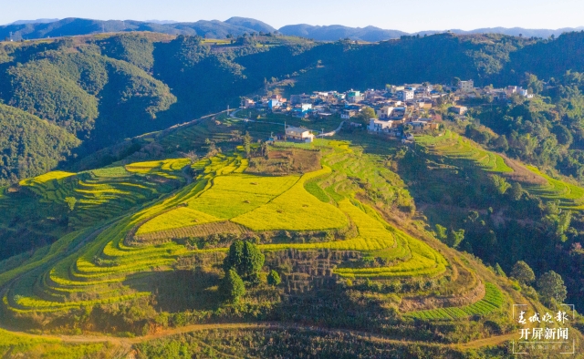 开屏策划|冬至云南—元江油菜花(开屏新闻记者及通讯员 摄)