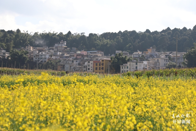 开屏策划|冬至云南—元江油菜花(开屏新闻记者及通讯员 摄)