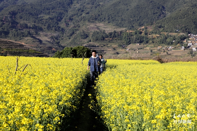 开屏策划|冬至云南—元江油菜花(开屏新闻记者及通讯员 摄)