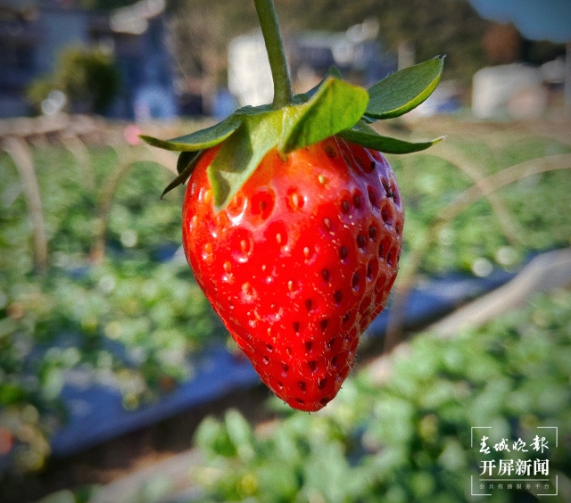 开屏策划|冬至云南—峨山草莓(开屏新闻记者及通讯员 摄)