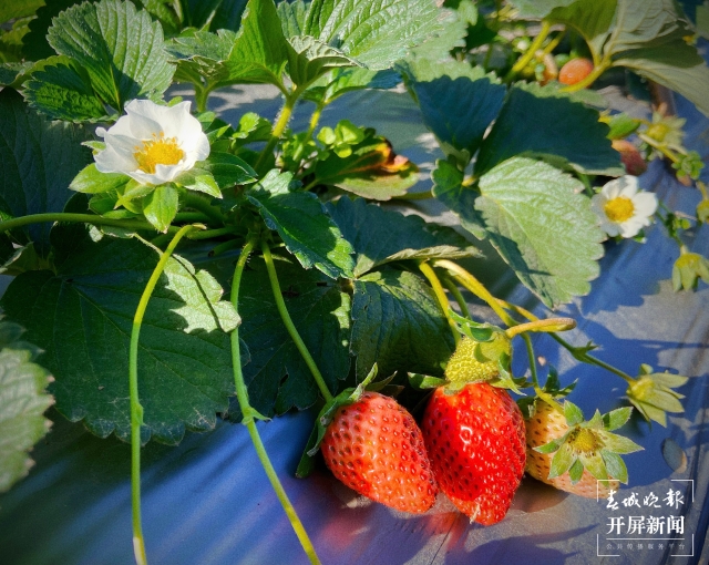 开屏策划|冬至云南—峨山草莓(开屏新闻记者及通讯员 摄)