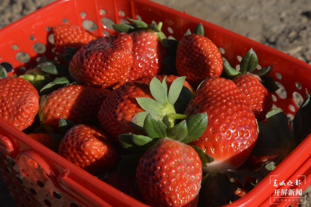 开屏策划|冬至云南—峨山草莓(开屏新闻记者及通讯员 摄)