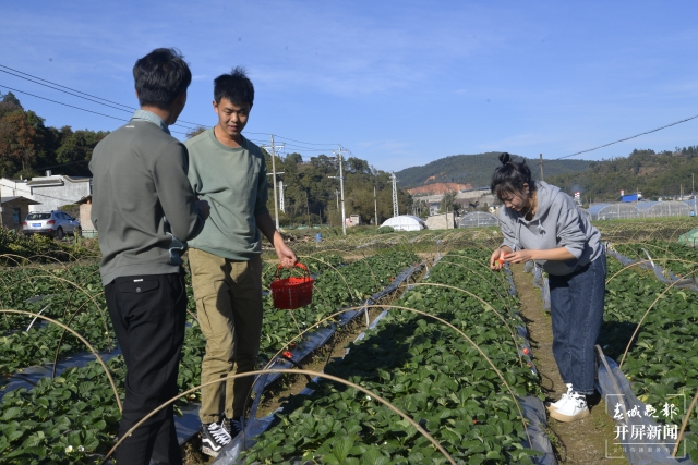 开屏策划|冬至云南—峨山草莓(开屏新闻记者及通讯员 摄)