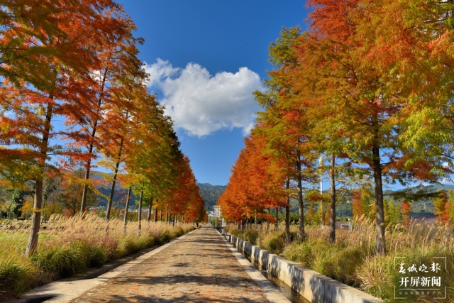 开屏策划|冬至云南—保山昌宁落羽杉(开屏新闻记者及通讯员 摄)