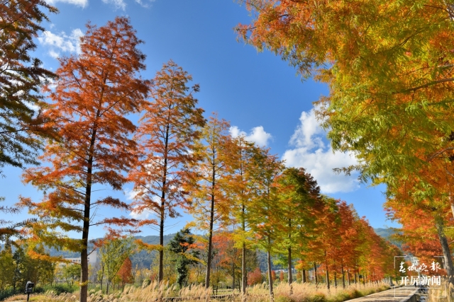 开屏策划|冬至云南—保山昌宁落羽杉(开屏新闻记者及通讯员 摄)