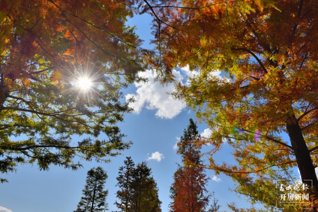 开屏策划|冬至云南—保山昌宁落羽杉(开屏新闻记者及通讯员 摄)