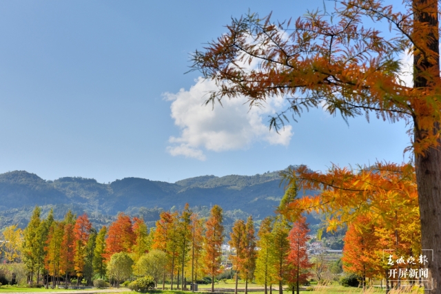 开屏策划|冬至云南—保山昌宁落羽杉(开屏新闻记者及通讯员 摄)