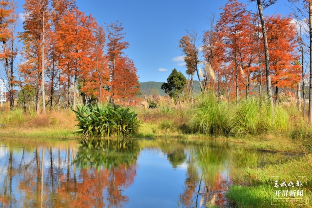开屏策划|冬至云南—保山昌宁落羽杉(开屏新闻记者及通讯员 摄)