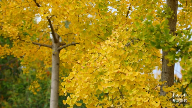 开屏策划|冬至云南—保山施甸(开屏新闻记者及通讯员 摄)