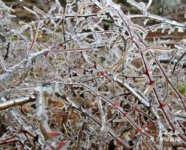 昭通雪景（开屏新闻记者 申时勋 通讯员 白鸟 戴虞梦 陈光惠 摄）