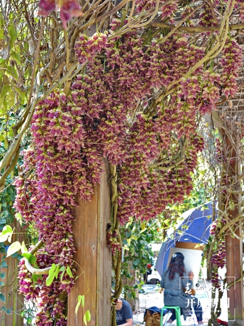 世界首个油麻藤豆荚化石被发现!发现它的人是……