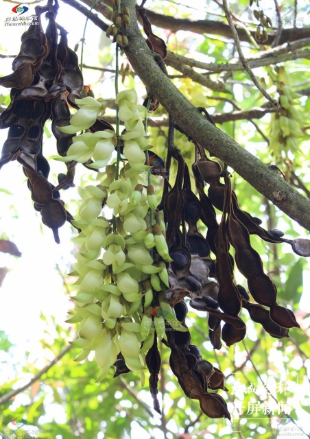 世界首个油麻藤豆荚化石被发现!发现它的人是……