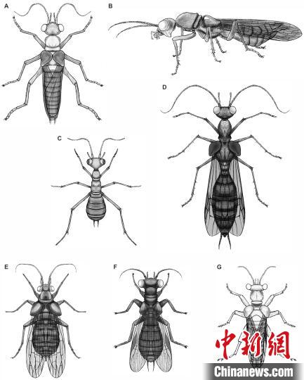 奇翅科复原图(黎家豪绘制)。 南古所 供图 奇翅科复原图(黎家豪绘制)。 南古所 供图