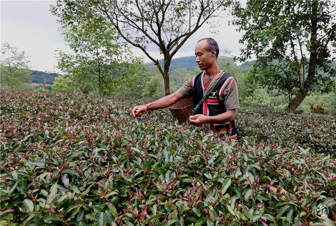 勐董镇芒摆村茶山一组茶农采摘秋茶(11195629)-20210822084752.jpg