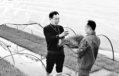 福建深入推进科技特派员制度:让“科技之花”绽放沃野山川 福建深入推进科技特派员制度:让“科技之花”绽放沃野山川