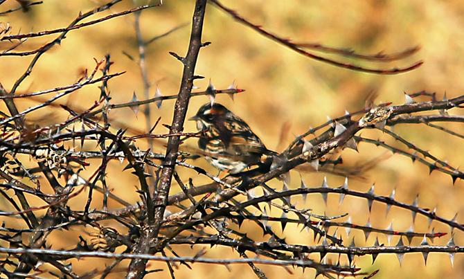 1310434303_16427358547941n