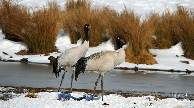 近2000只黑颈鹤“舞动”昭通大山包(开屏新闻记者 申时勋 通讯员 吴太平 郑远见 陈光惠 摄)