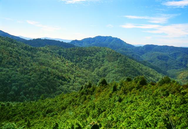 云南全面建成五级林长制（云南省林业和草原局供图）