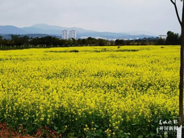 石屏异龙湖畔1000亩油菜花成春节打卡点 李强 摄