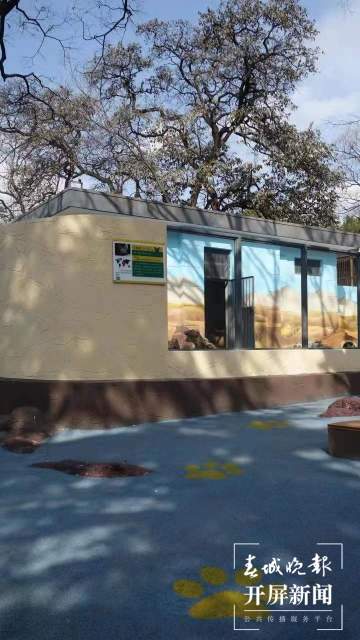 彩绘、假山、沙池……昆明动物园萌宠搬进漂亮舒适“新家” 孙琴霞 通讯员 黄蕊 摄