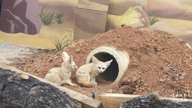 彩绘、假山、沙池……昆明动物园萌宠搬进漂亮舒适“新家” 孙琴霞 通讯员 黄蕊 摄
