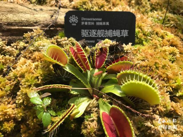 春节期间，昆明植物园照常开放，扶荔宫初三起可参观（杨质高及通讯员摄）