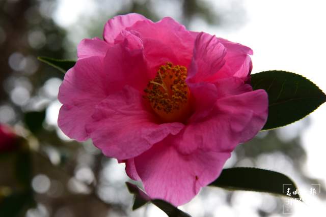 春节期间，昆明植物园照常开放，扶荔宫初三起可参观（杨质高及通讯员摄）