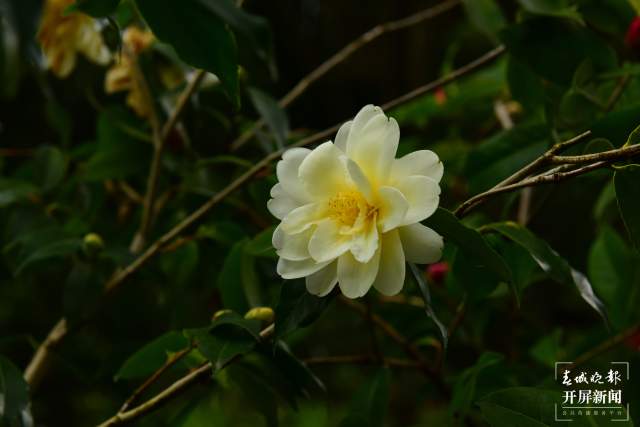 春节期间，昆明植物园照常开放，扶荔宫初三起可参观（杨质高及通讯员摄）