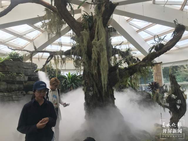 春节期间，昆明植物园照常开放，扶荔宫初三起可参观（杨质高及通讯员摄）