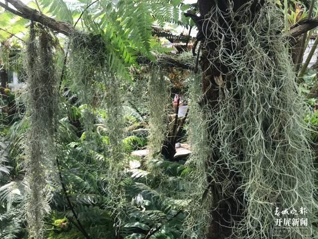 春节期间，昆明植物园照常开放，扶荔宫初三起可参观（杨质高及通讯员摄）