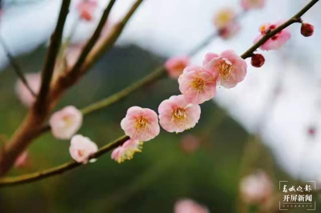 罗平油菜花陆续开了 (3).jpg