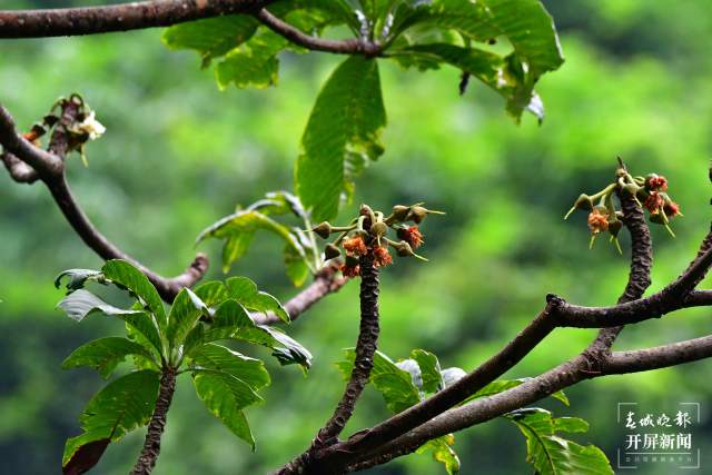 国家一级保护植物滇藏榄 龚强帮摄影.jpg
