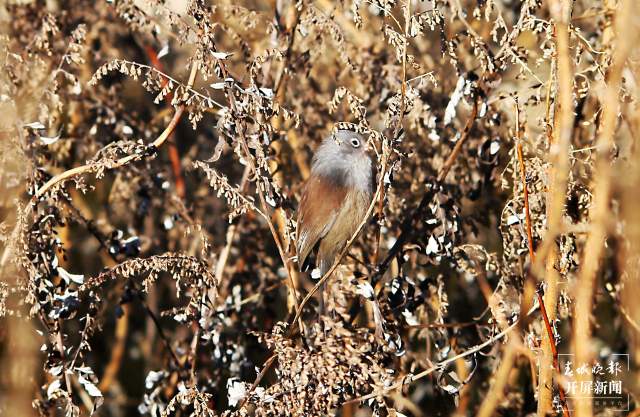 暗色鸦雀:全球濒危鸟类,云南唯一分布! 申时勋 通讯员 吴太平 摄