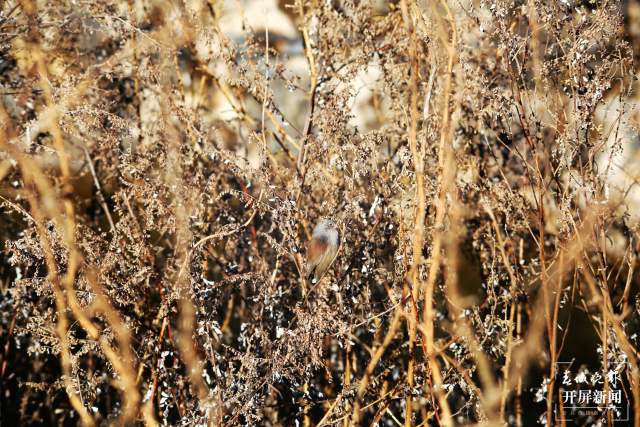 暗色鸦雀:全球濒危鸟类,云南唯一分布! 申时勋 通讯员 吴太平 摄