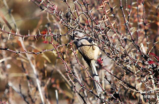 暗色鸦雀:全球濒危鸟类,云南唯一分布! 申时勋 通讯员 吴太平 摄