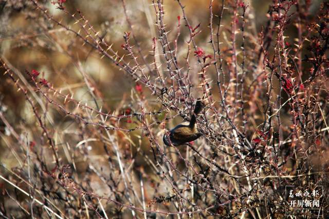 暗色鸦雀:全球濒危鸟类,云南唯一分布! 申时勋 通讯员 吴太平 摄