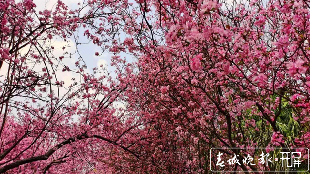 圆通山樱花