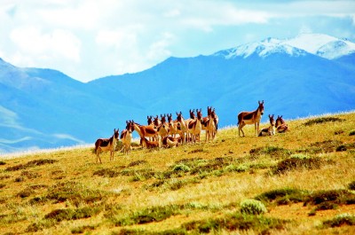 三江源国家公园:共治共建共享 生态红利持续释放 三江源国家公园:共治共建共享 生态红利持续释放