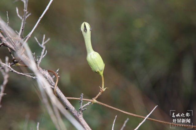 玉溪易门县发现植物新种绿汁江吊灯花（通讯员 马兴达 摄）