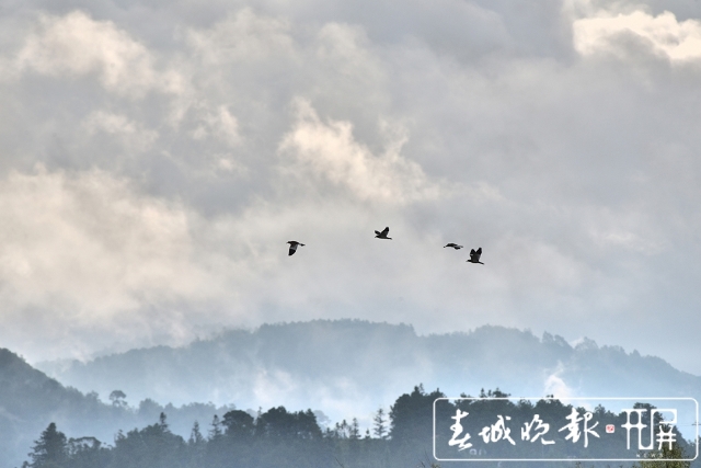 保山昌宁：灰头麦鸡集群归（崔敏 通讯员 吴再忠 摄影报道）